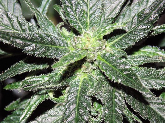 Bare Bones Seeds And Clones Albertas Own  Alberta Grown Genetics