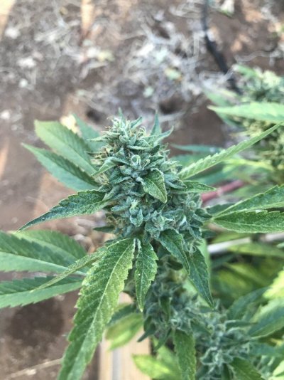 Hello Everybody!! I’ve Been Farming Greenhouses And Outdoor For The Last 8 Years Only!! Looking To L