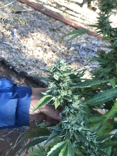 Hello Everybody!! I’ve Been Farming Greenhouses And Outdoor For The Last 8 Years Only!! Looking To L