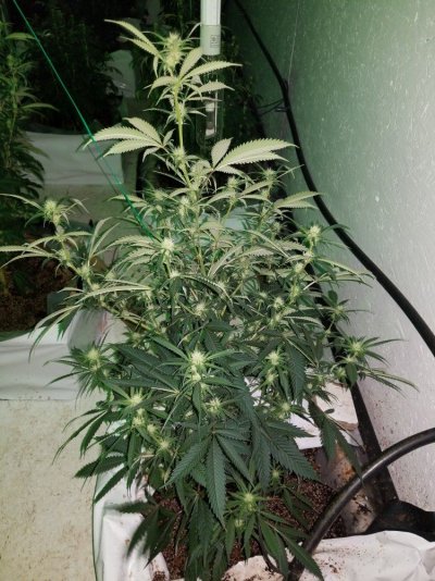 Fruity Pebbles Og / Med-man Bed Grow