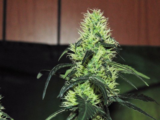 Bare Bones Seeds And Clones Albertas Own  Alberta Grown Genetics