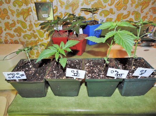 Bare Bones Seeds And Clones Albertas Own  Alberta Grown Genetics