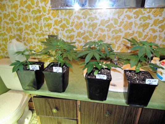 Bare Bones Seeds And Clones Albertas Own  Alberta Grown Genetics