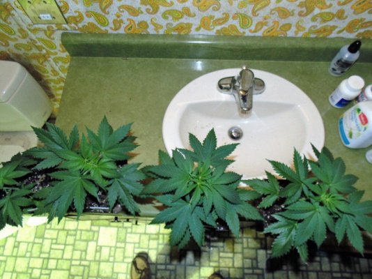 Bare Bones Seeds And Clones Albertas Own  Alberta Grown Genetics