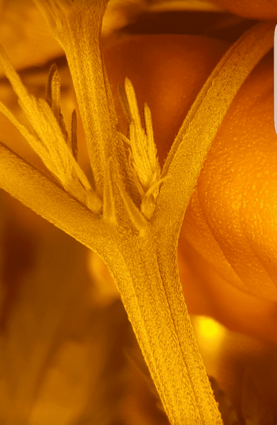 Female pistils close up shot.png