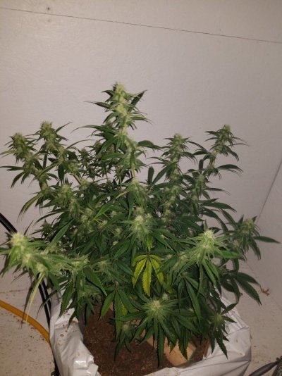 Fruity Pebbles Og / Med-man Bed Grow