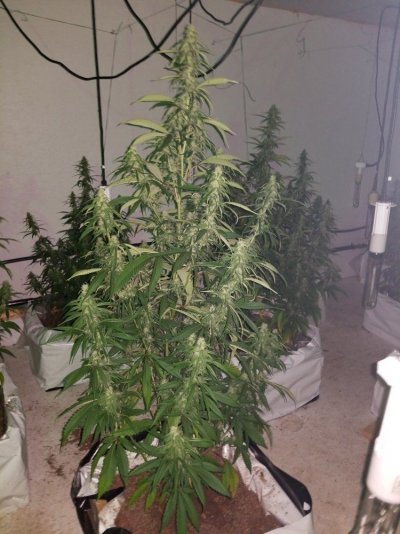 Fruity Pebbles Og / Med-man Bed Grow