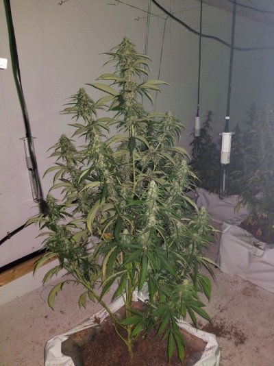 Fruity Pebbles Og / Med-man Bed Grow