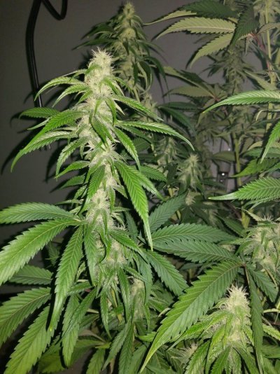 Fruity Pebbles Og / Med-man Bed Grow
