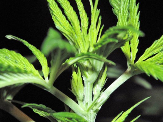 Bare Bones Seeds And Clones Albertas Own  Alberta Grown Genetics