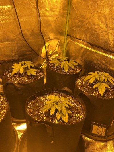 my-grow-2.jpeg