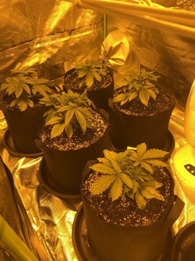 my-grow-6.jpeg