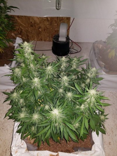 The Silver Skunk