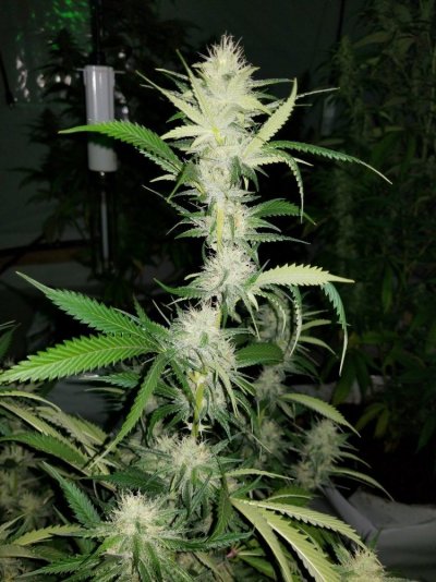 The Silver Skunk