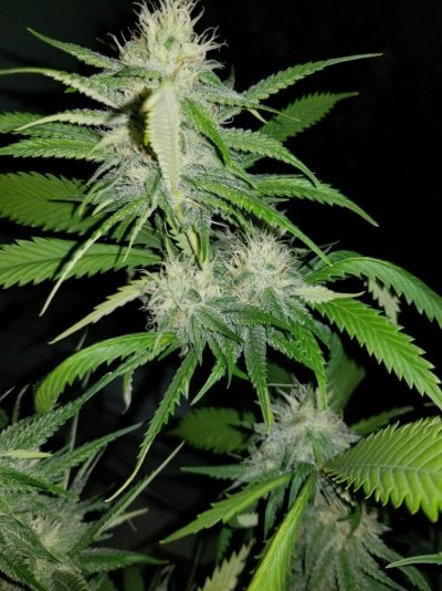 The Silver Skunk