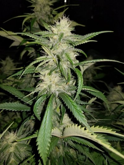 The Silver Skunk
