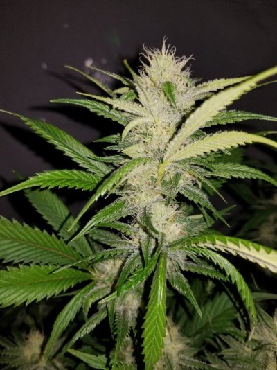 The Silver Skunk