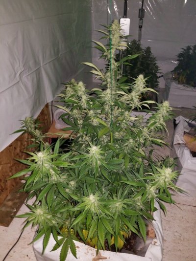 Fruity Pebbles Og / Med-man Bed Grow