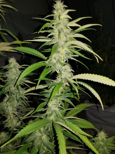 Fruity Pebbles Og / Med-man Bed Grow