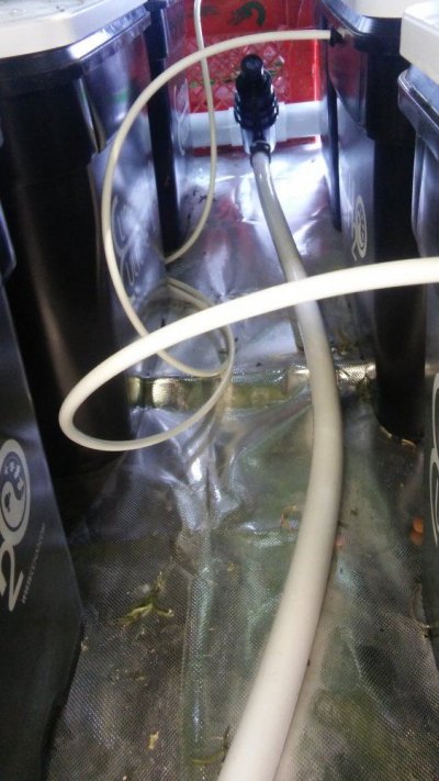 Leaf Claw And Some Wilt, Need Some Advice