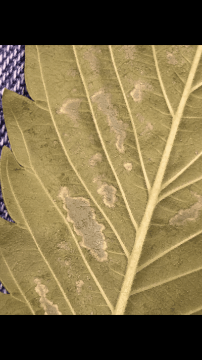 what-exactly-is-this-on-my-leafs.png
