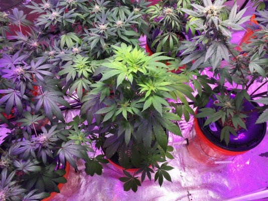 Cmh 315, Rdwc And Some Bloomers