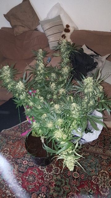 First Time Coco Grow Flushing Question.