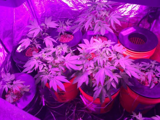 Cmh 315, Rdwc And Some Bloomers