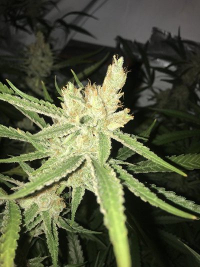 Let's See Your Frostiest Flowers