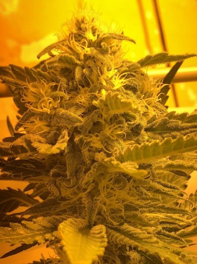 8weeks And Still Poping  Some White Flower  Out