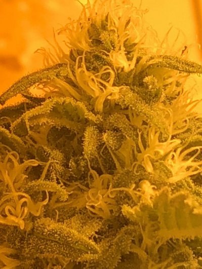 8weeks And Still Poping  Some White Flower  Out