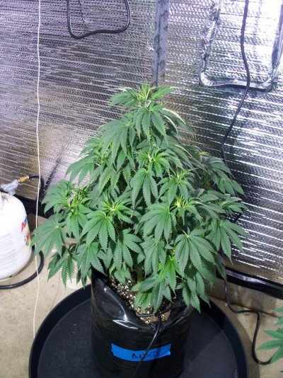 Alien OG - Mother Theresa.jpg
