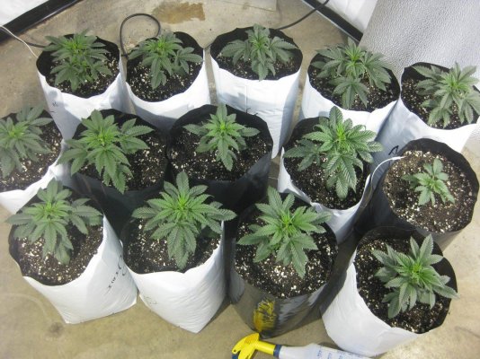 MMJ's New Garden - Sealed Room, Bare Bulbs, and Cali Connect Beans