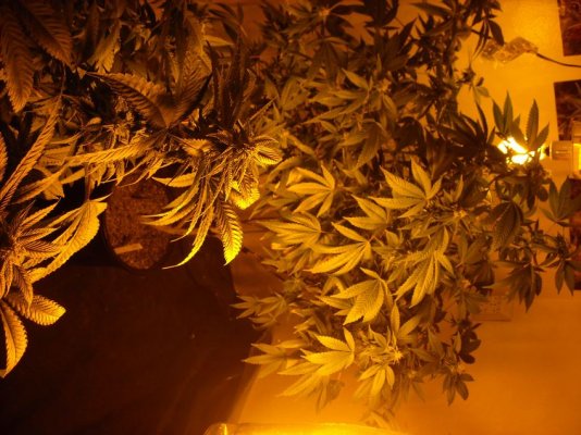 heres-my-setup-3--roomsmany-strains-3.jpg