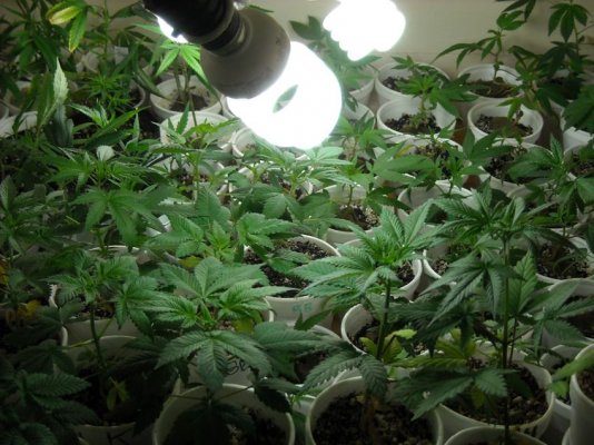 heres-my-setup-3--roomsmany-strains-5.jpg