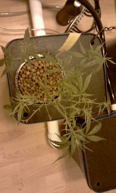 IMAG0046.jpg