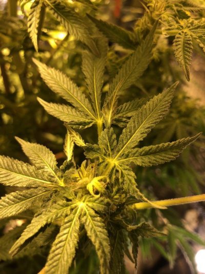 Lower Buds Not Finishing Strong