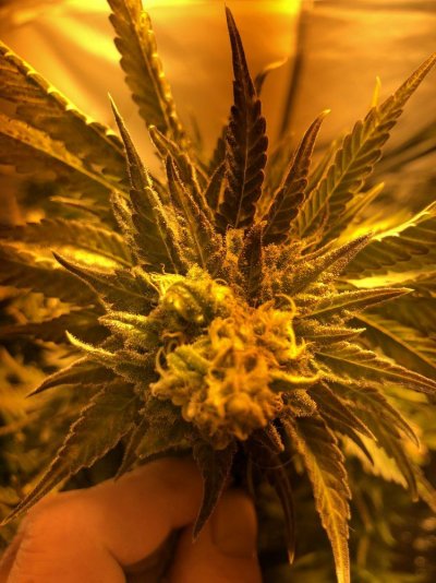 Lower Buds Not Finishing Strong