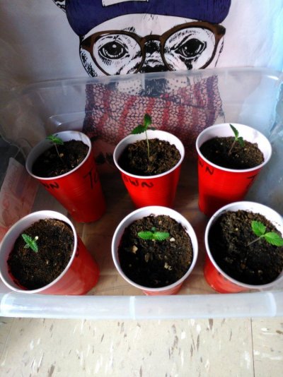 homemade-organic-nutrients--day-1-to-62.jpg