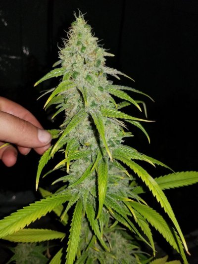 Fruity Pebbles Og / Med-man Bed Grow