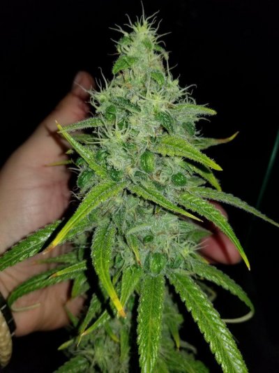Fruity Pebbles Og / Med-man Bed Grow