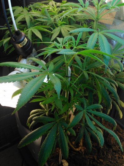 8 Unknown From Seed