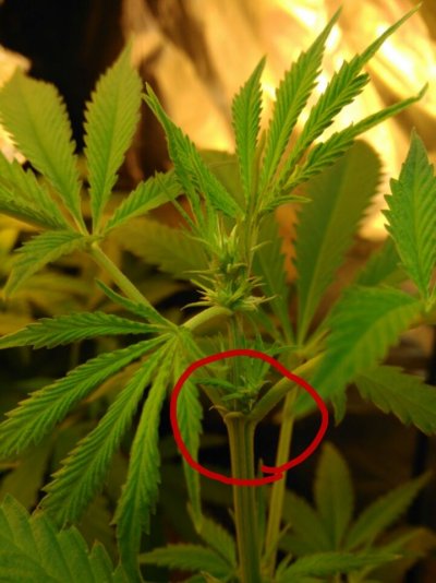 10 Unknown From Seed