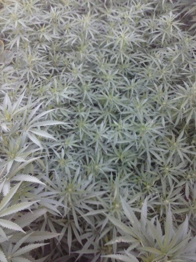 Lst Help *quick Question* (poll)