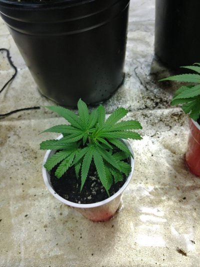 Cloning Problem?