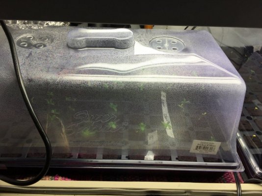 t5-light-distance-from-seedlings-dome-or-no-dome-2.jpg