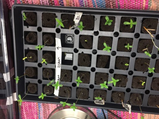 t5-light-distance-from-seedlings-dome-or-no-dome-4.jpg
