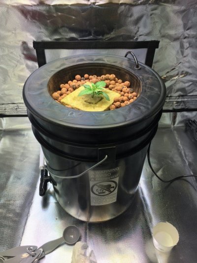 my-new-dwc-grow-first-timer.jpeg