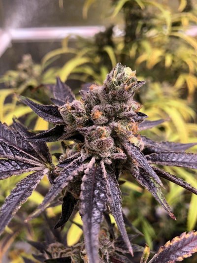 skywalker-og-ready-for-chop.jpeg
