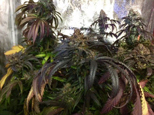 New Grow With: Black Bubba, Cheshire Kush And Black Berry Train Wreck